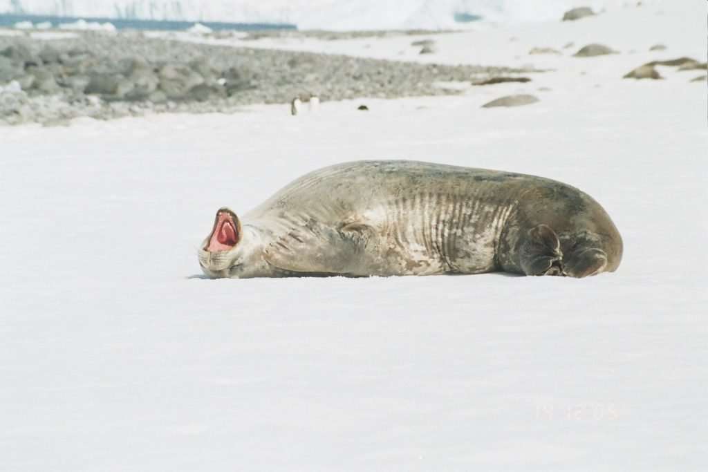 Antarctica