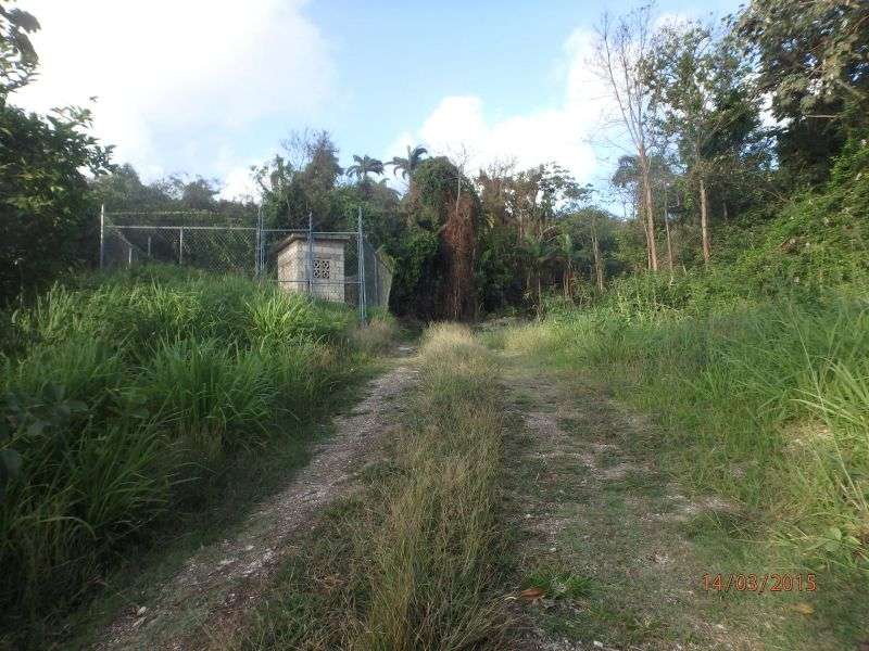 Ben’s Spring Barbados