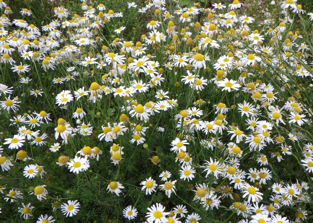 Wainwright Coast to Coast walk St. Bees to Robin Hood’s Bay - Daisies