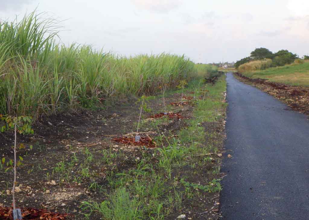Barbados Trailway Project