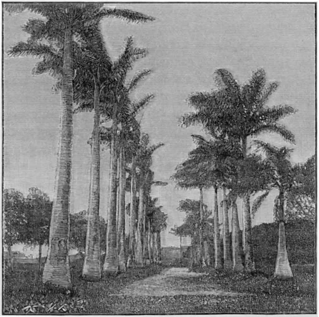 Row of Noble Palms - Barbados