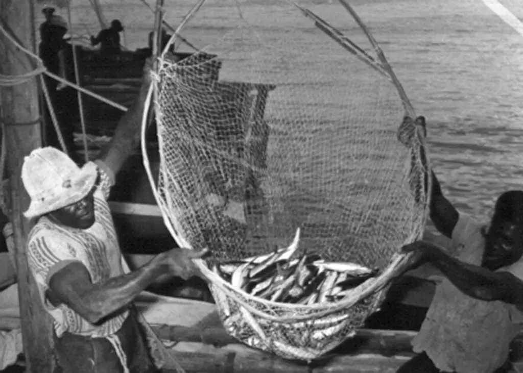 A catch of flying fish being landed in Bridgetown