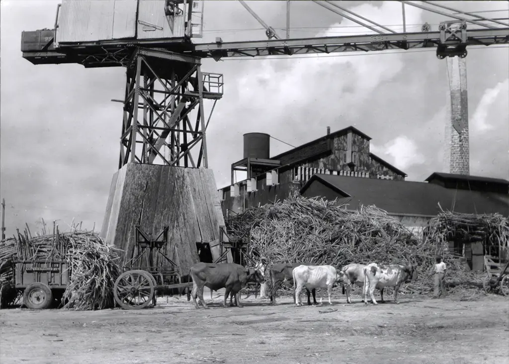 Bygone Barbados photographs held in the UK National Archives