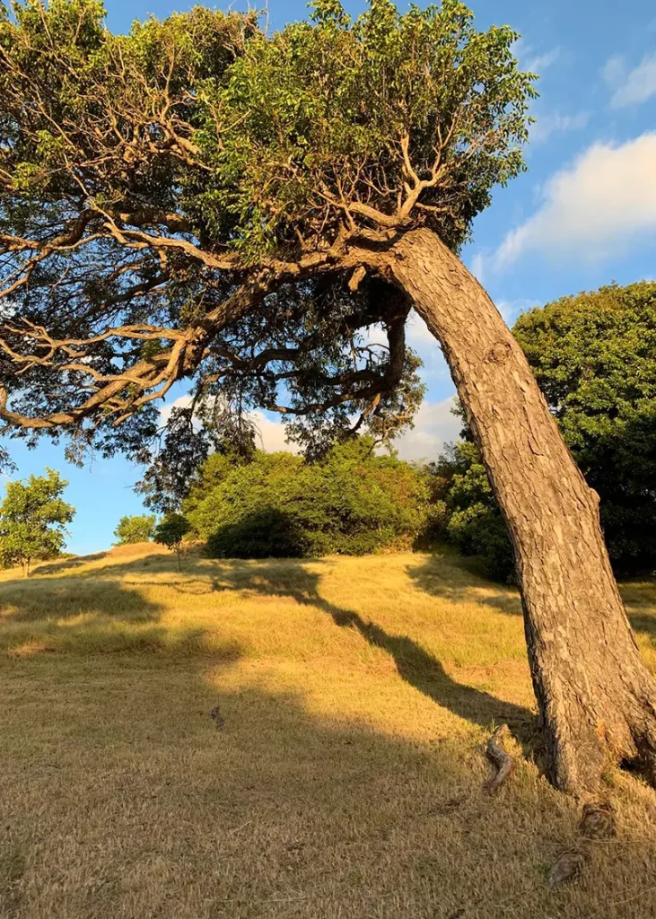 A St. Philip early morning hike